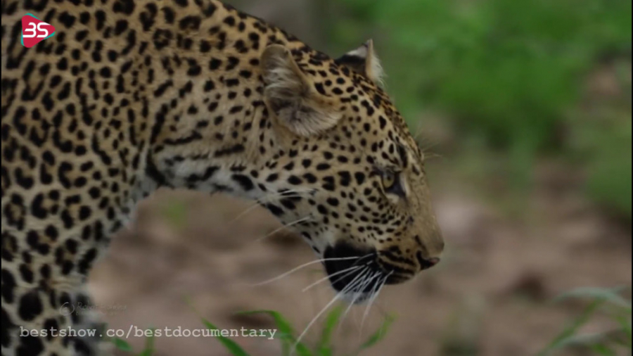 نمایی زیبا از حیات وحش آفریقا...