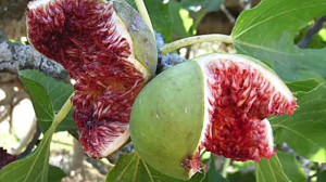 خواص میوه بهشتی انجیر