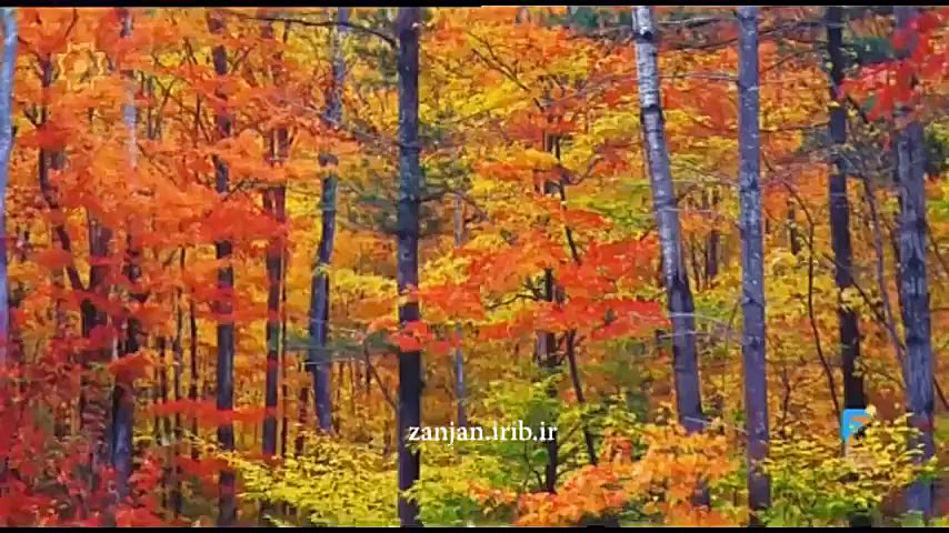 برگ های زیبای پاییزی