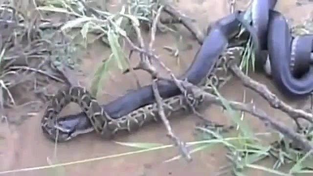 بلعیدن مار پیتون توسط مار کبرا