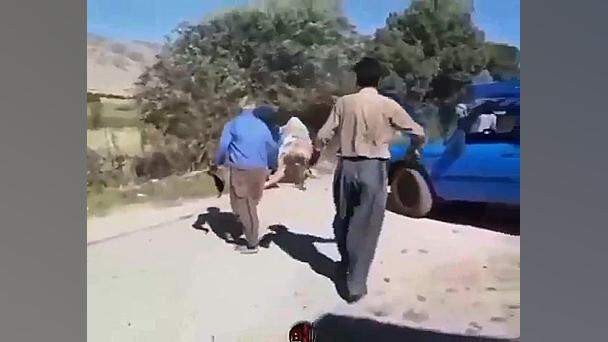 سوار کردن گاو رو نیسان !