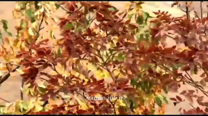 ترانه ترکی ایل یاشادار منی