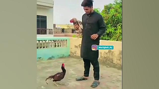 خروس بروسلی