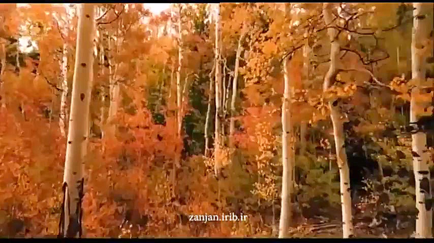 پاییز می رسد که مرا مبتلا کند....