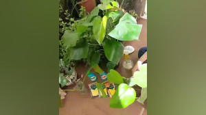 تکثیر و کوددهی برگ انجیری