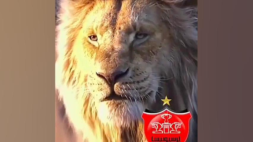 کلیپ سلطان پرسپولیس کلیپ برد پ...