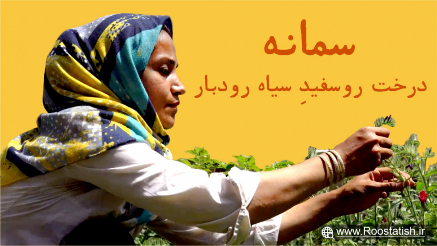 سمانه  درخت روسفید سیاه رودبار