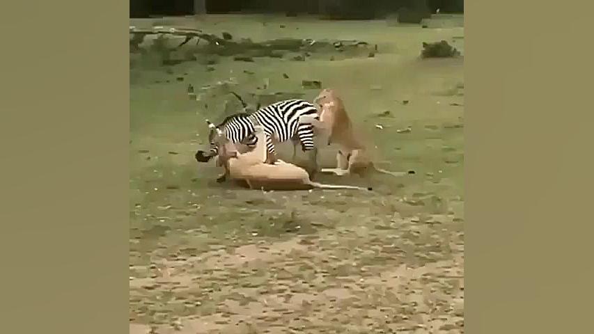 مبارزه‌ای برای زنده ماندن