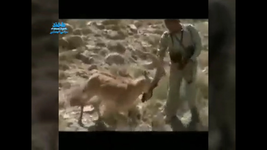 انس و الفت یک بز کوهی با یک مح...