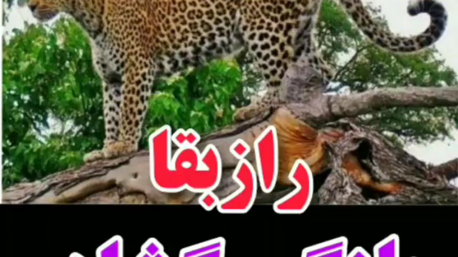 مستند حیات وحش راز بقا