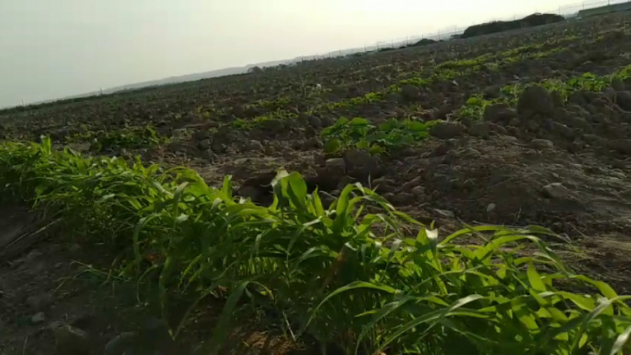 مزرعه هشت بندی &laquo;مستر توک...