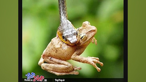 مار اینجوری غورباغه می خوره