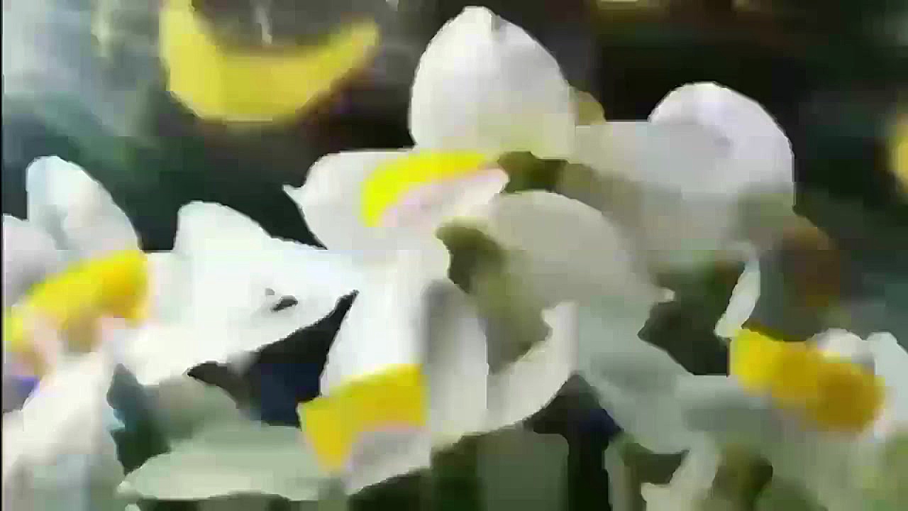 کلیپ عاشقانه امام زمان با آهنگ...