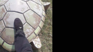 Finnish turtles لاکپشت فنلاندی