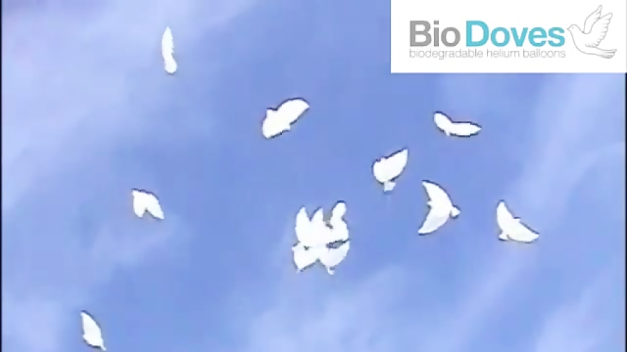 هوا کردن بادکنک های کبوتر شکل...