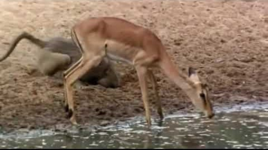 شکار تمساح  حیات وحش  شکار حیو...