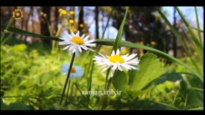صبحی دیگر مجید اخشابی