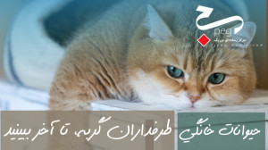 . میو کردن گربه، قلب را ماساژ...
