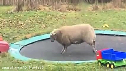 کلیپ طنز بازی گوسفند روی ترامپ...