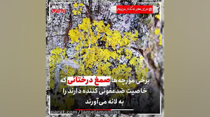 باید از مورچهها یاد بگیریم