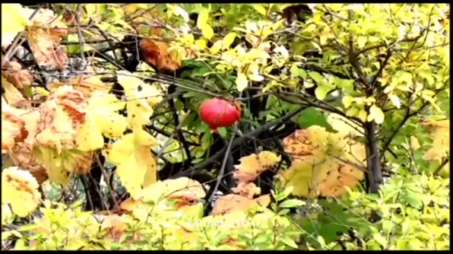 ترانه خنده پاییز از علیرضا پیر...