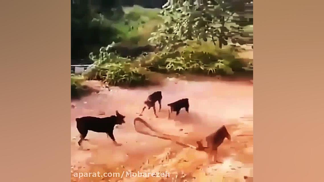 تلاش مار برای فرار از سگها