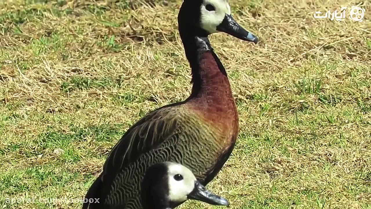نه بخشیده می شویم نه آمرزیده م...
