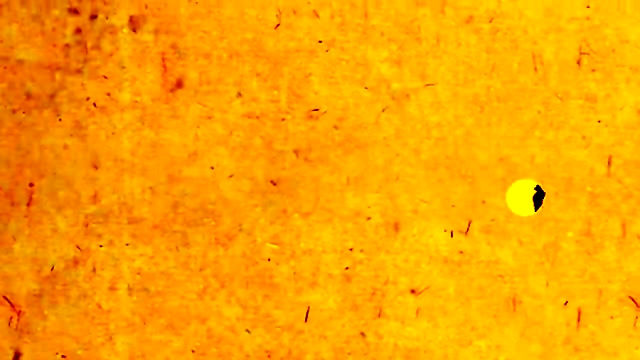 در یک دقیقه ماجرای امام رضا(ع)