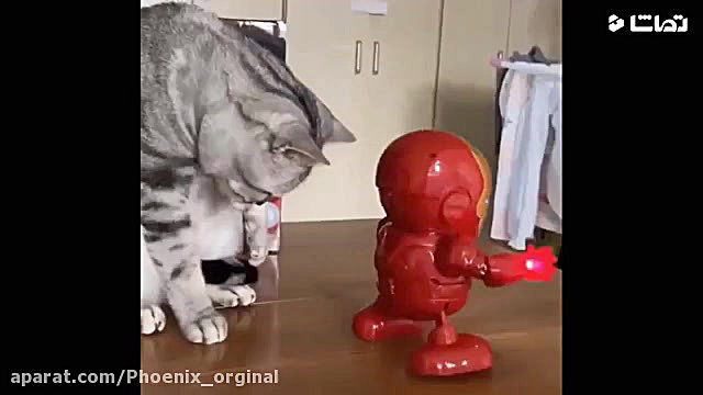 کلیپ گربه طوری | حیوانات خانگی...