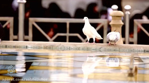 نماهنگ ویژه شهادت امام رضا(ع)...