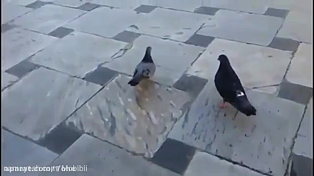 کلیپ شهادت امام رضا