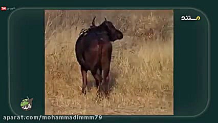 حیوانات(راز بقا)  بزرگترین شکا...