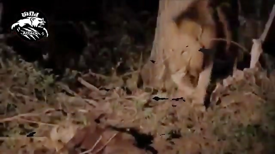 نبرد خونین کفتار با شیر