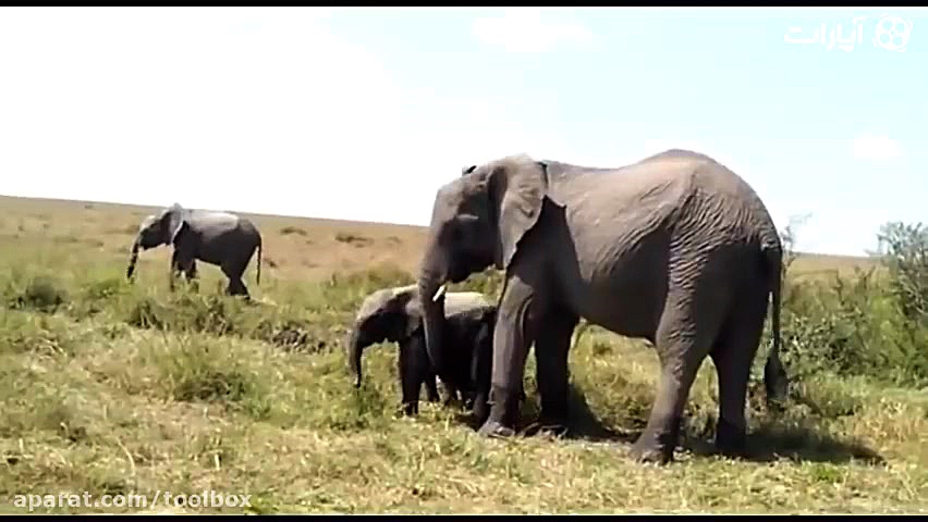 حیات وحش وحشتناک!!!