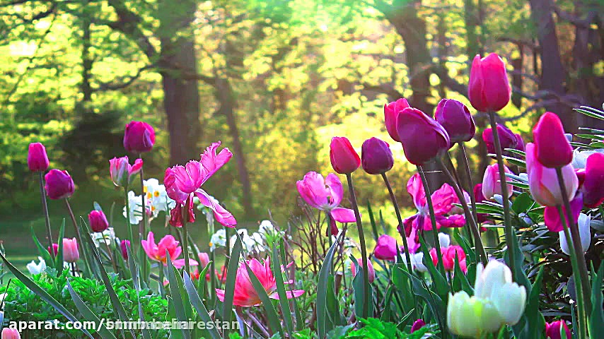 حلول ماه ربیع الاول مبارک