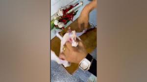 اگه بروسلی آشپز میشد!! خخخخخخ