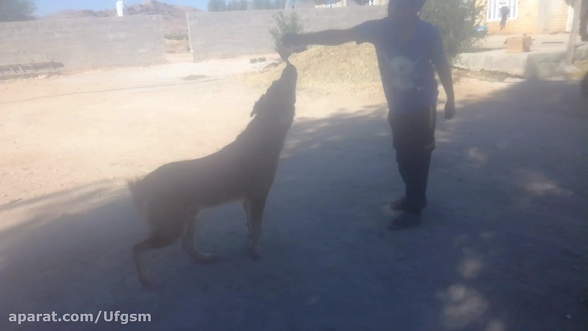 عاقبت سگ بازی خنده دار