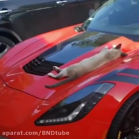 ترسیدن گربه خوابالو روی کاپوت...