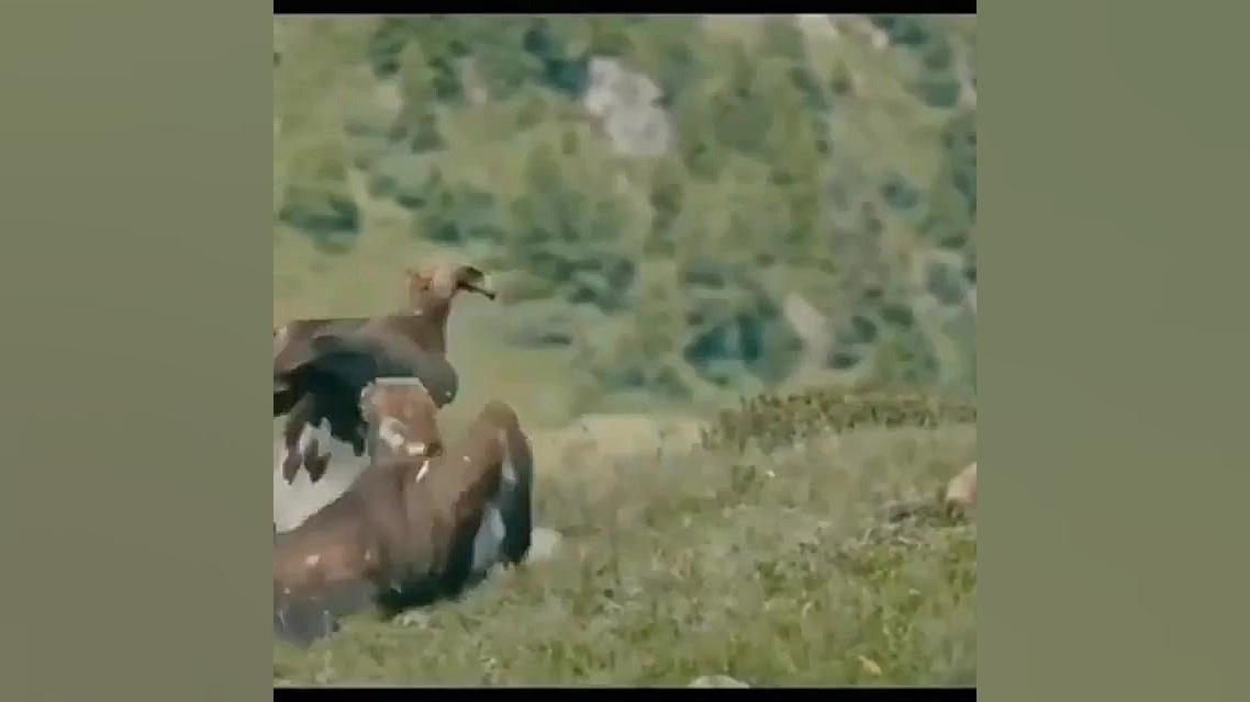 شکار آهو توسط عقاب