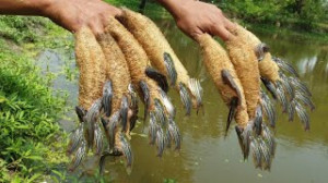 یک تله ماهی بی نظیر بسازید  به...