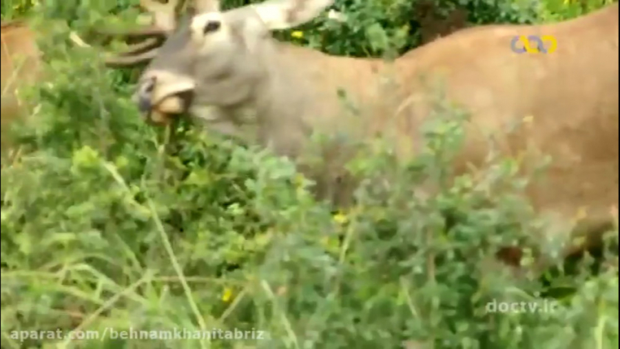 مستند حیات وحش ایرانی