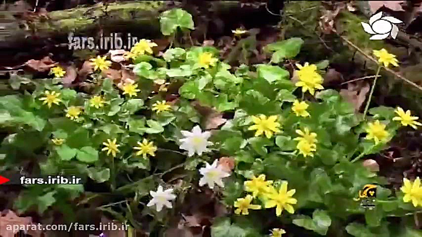 ترانه شاد و زیبای " ایده...