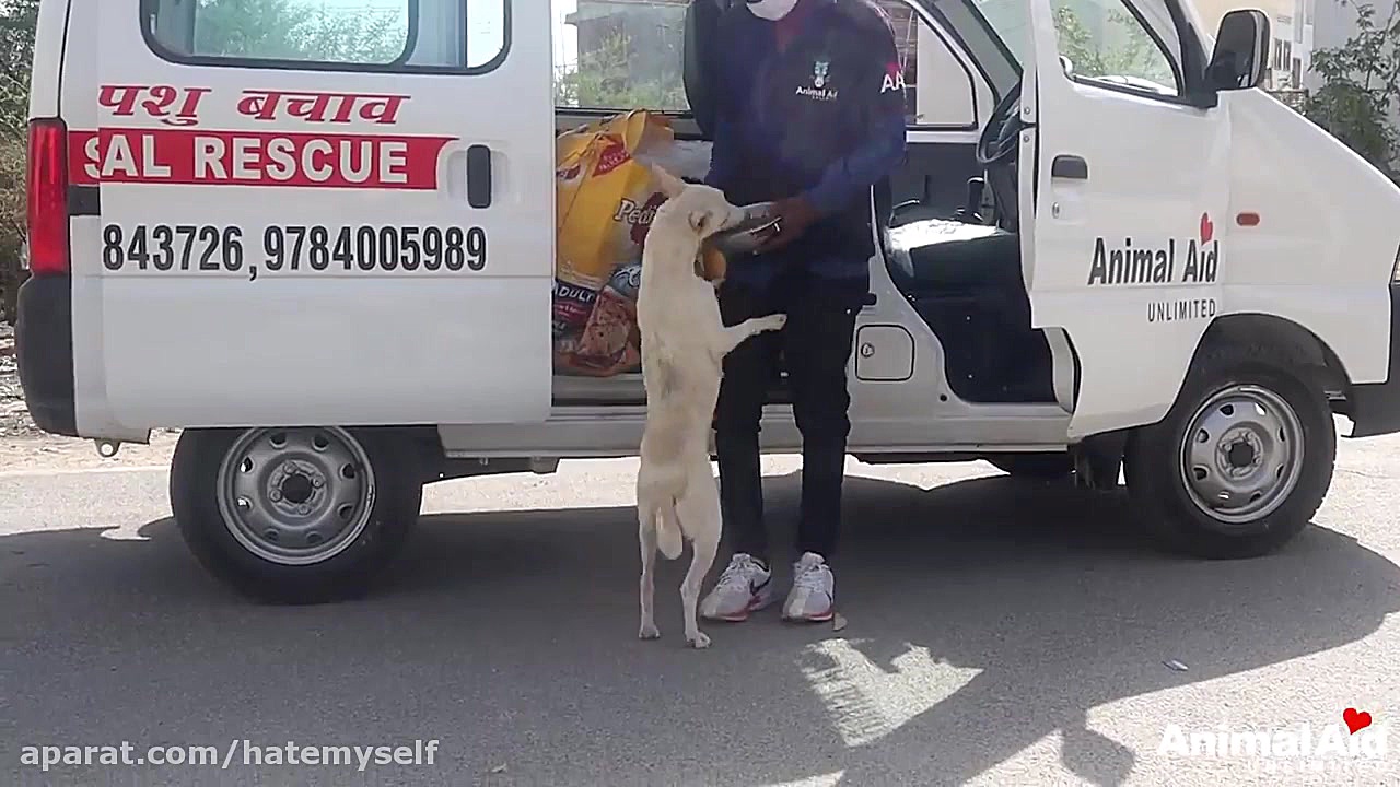 غذا دادن به حیوانات گرسنه خیاب...