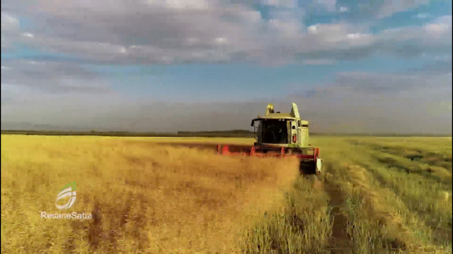 کلزا چیست و چگونه تولید می‌شود...