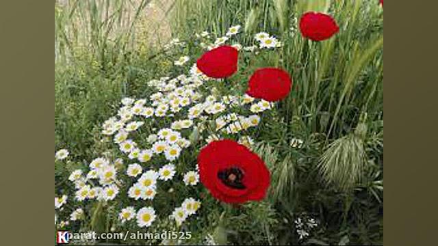 موسیقی محلی بختیاری گلمی های گ...