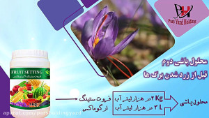 افزایش گل های زعفران با برنامه...