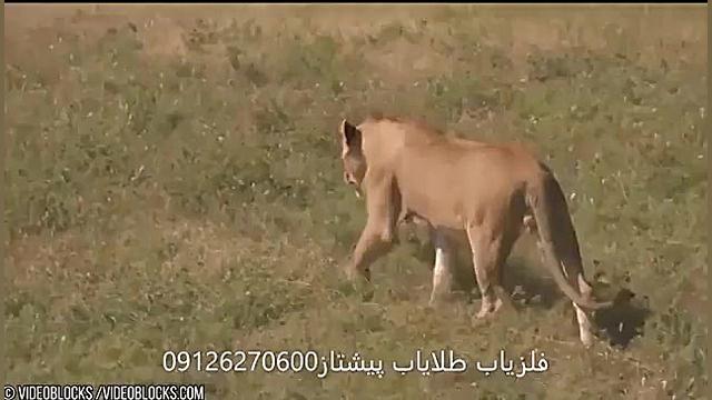 حیات وحش : شیر های خطرناک