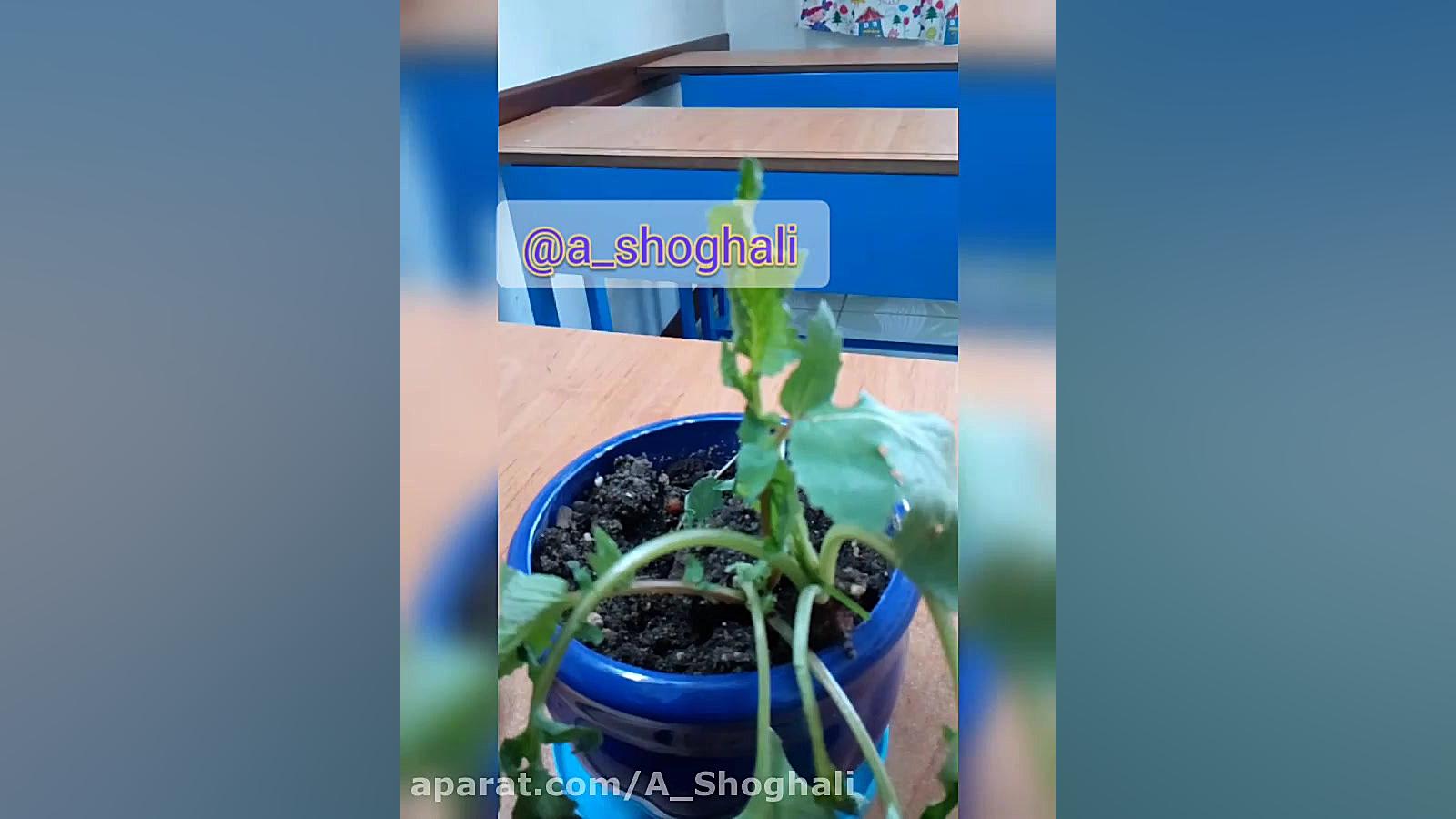 تدریس علوم اول دبستان  آموزش ق...