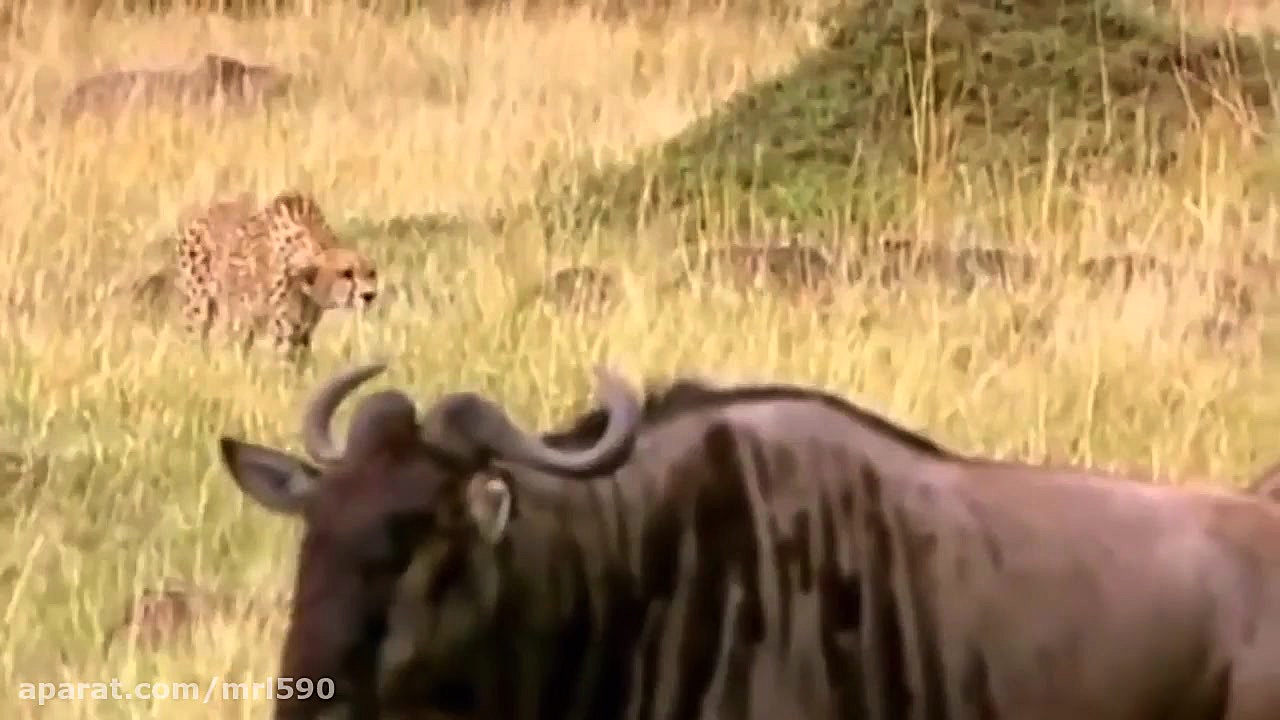 صحنه‌ای ناب از مبارزه حیوانات...