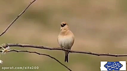 تالاب سولدوز نقده در آذربایجان...